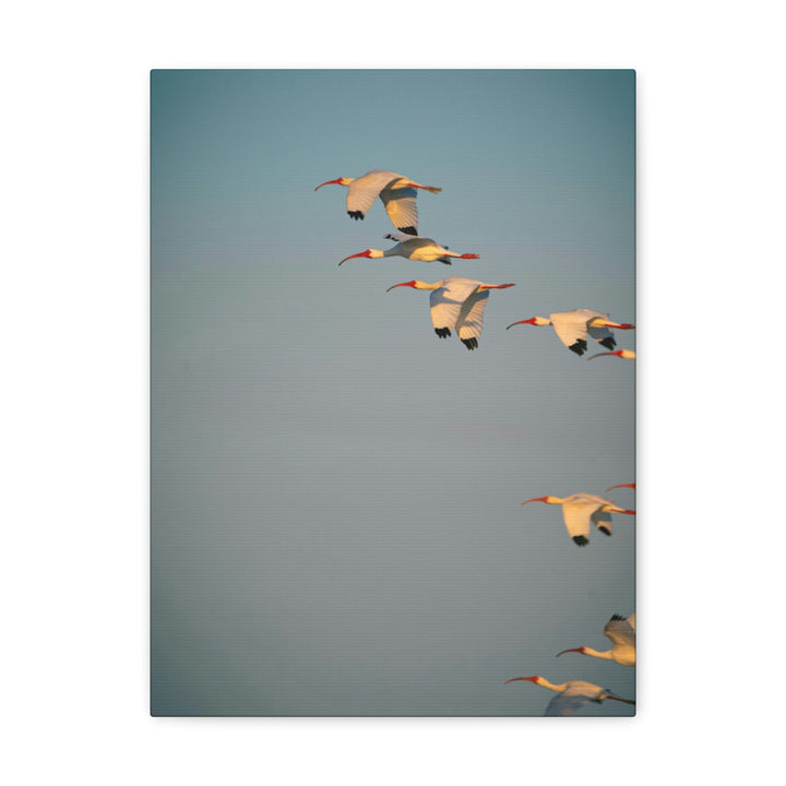 White Ibis in Flight - Canvas