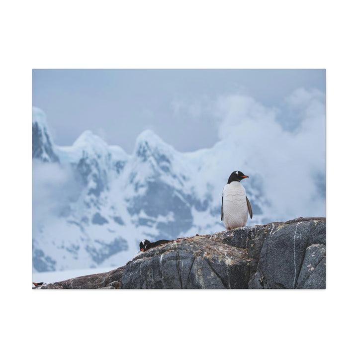 Poised Penguin - Canvas