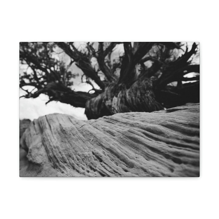 Desert Reach in Black and White - Canvas