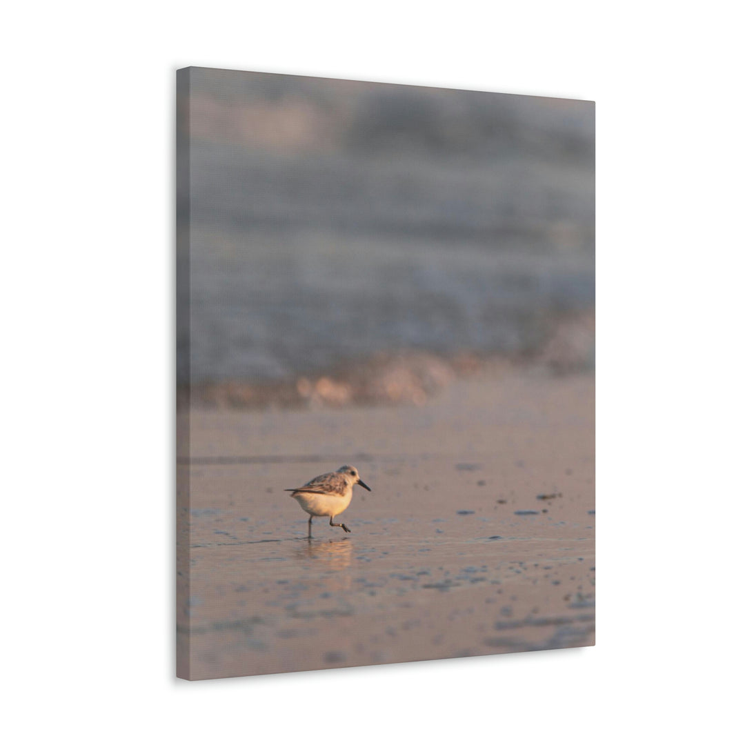 Sanderling in Soft Dusk Light - Canvas