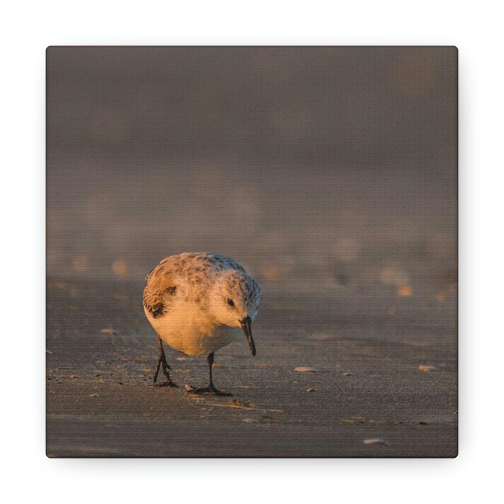 Feeding Sanderling - Canvas