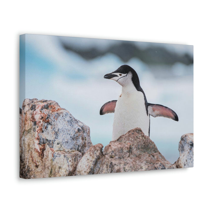 Stretched Penguin - Canvas