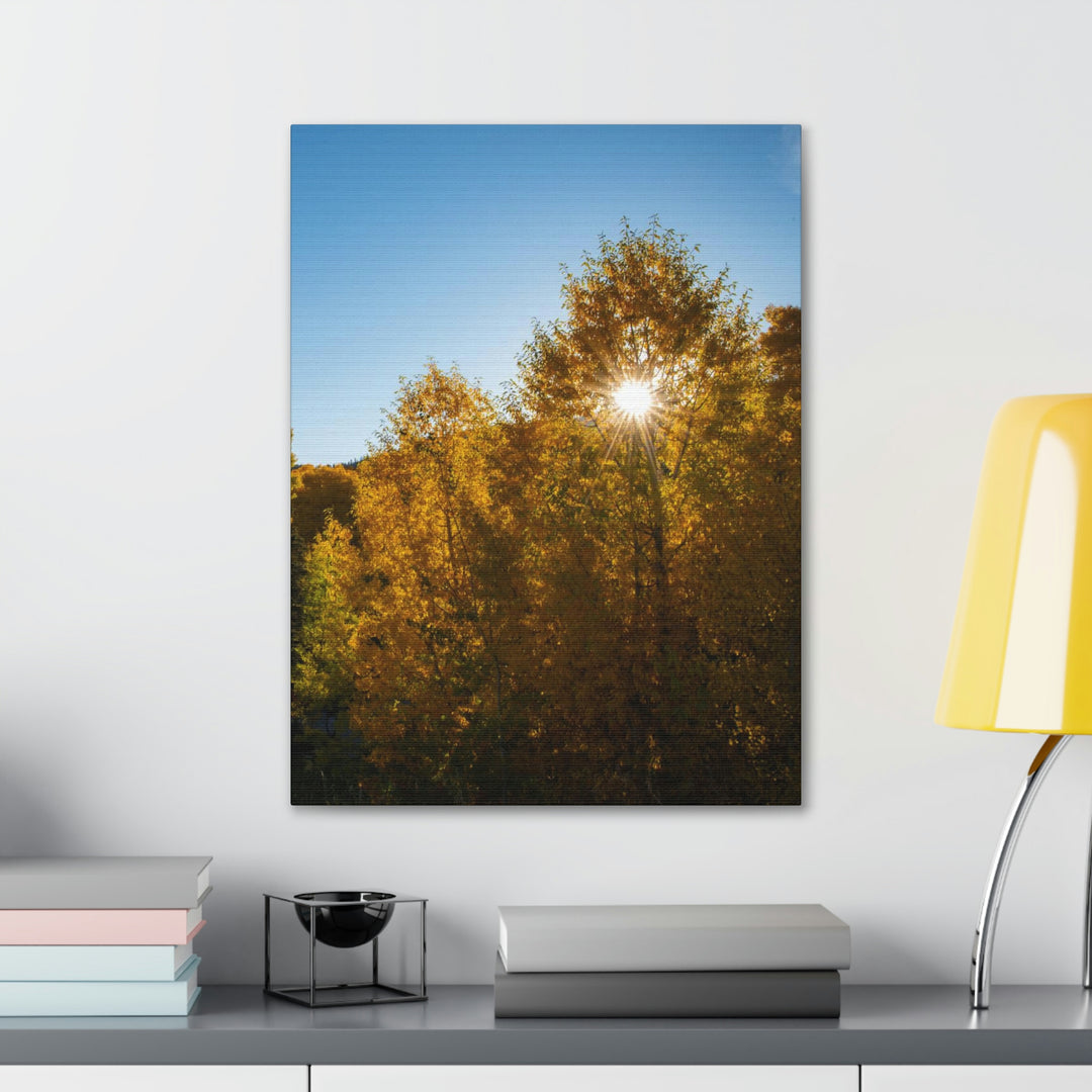 Sun Through the Aspens - Canvas