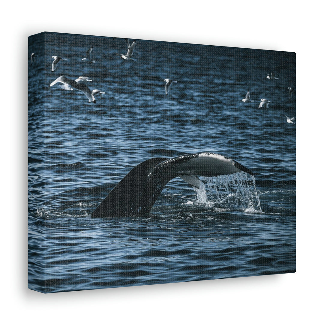 Feeding Tail - Canvas