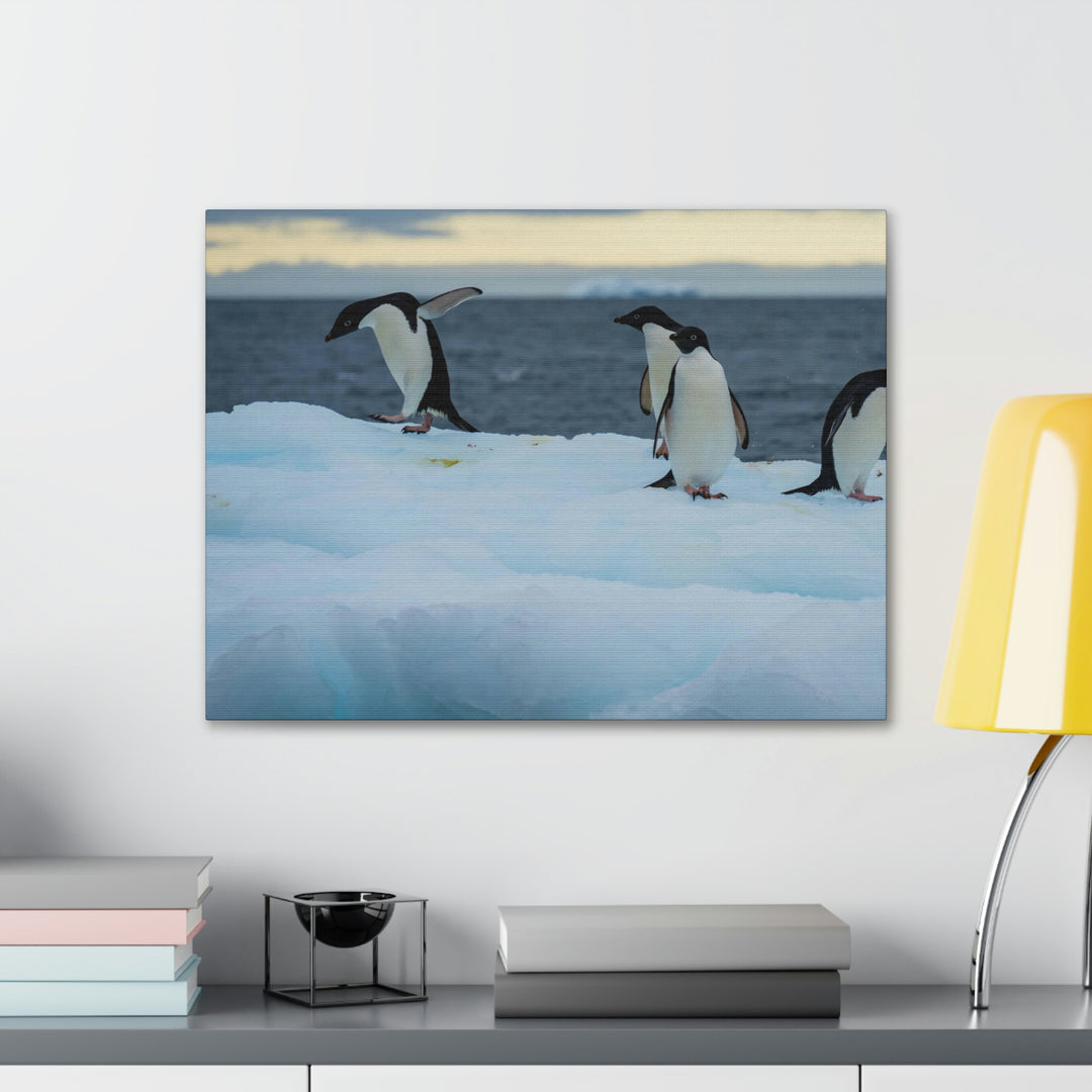 Penguin Dance - Canvas