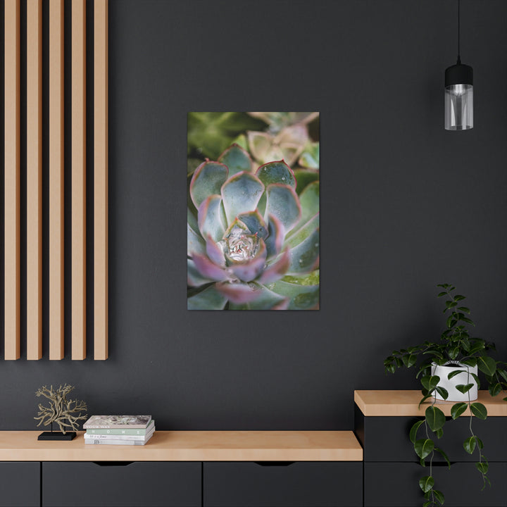 Stunning Succulent - Canvas