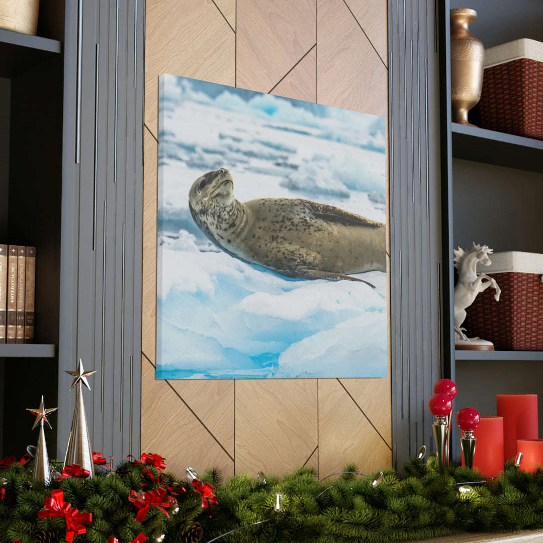 Leopard Seal Relaxing - Canvas