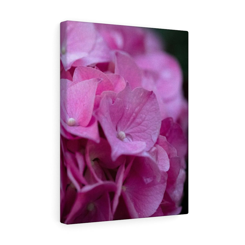 Pink Hydrangea Detail - Canvas