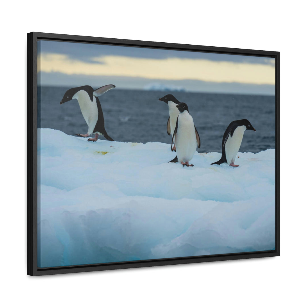 Penguin Dance - Canvas with Frame