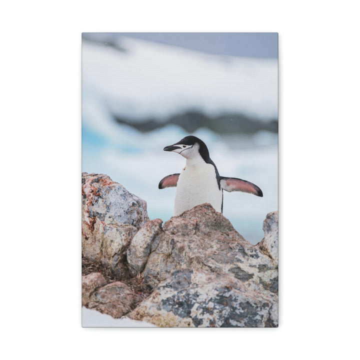 Stretched Penguin - Canvas