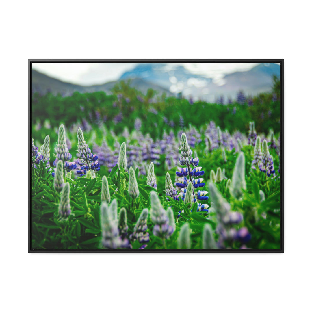 Glowing Lupin with Mountains - Canvas with Frame