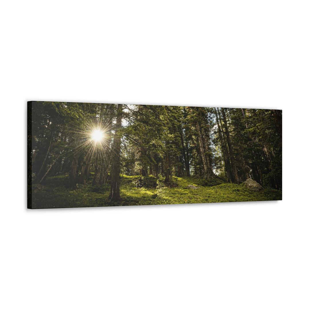 Forest Light - Canvas