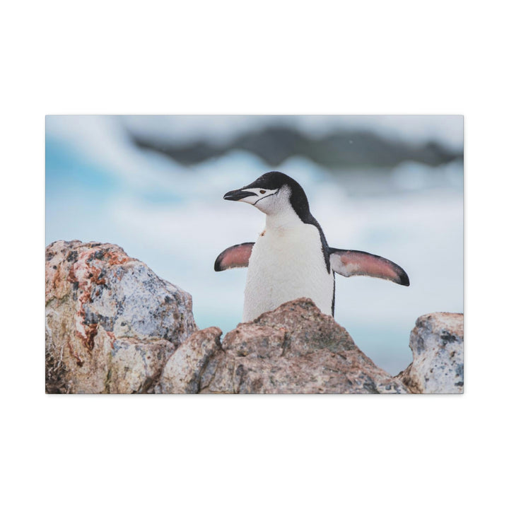 Stretched Penguin - Canvas