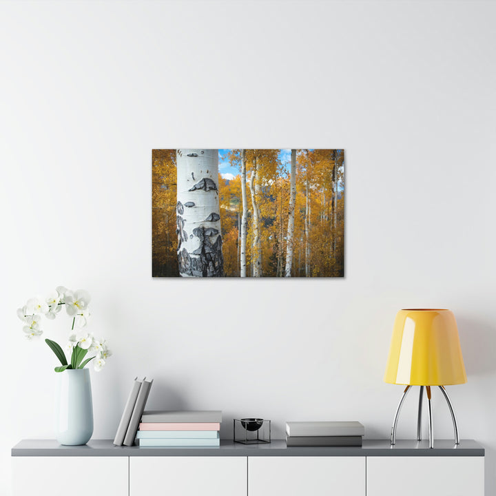 Aspens Changing - Canvas