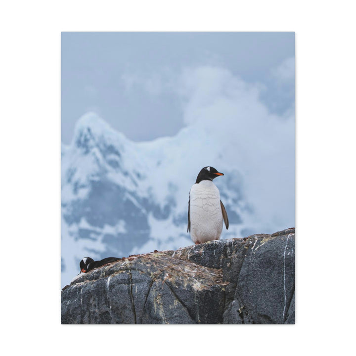 Poised Penguin - Canvas