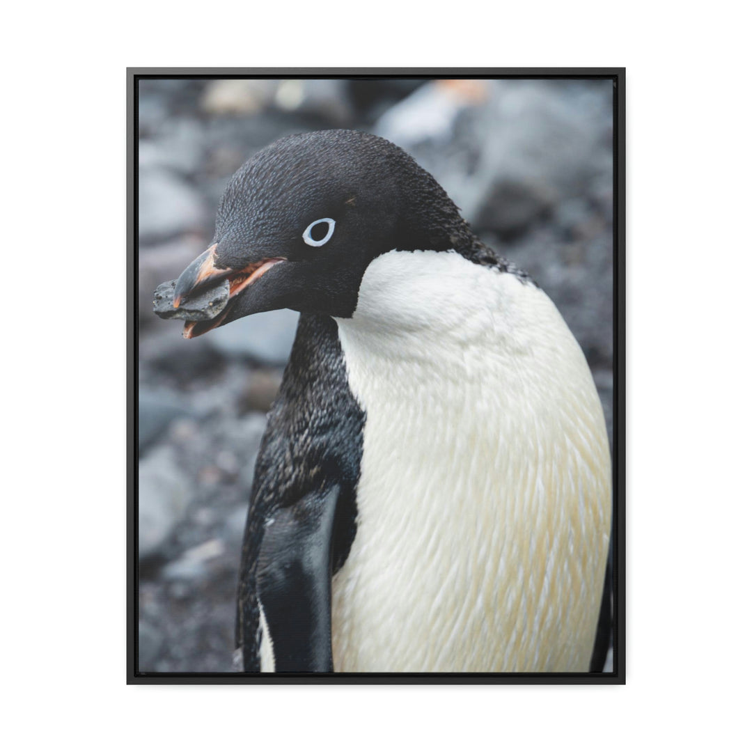 A Penguin's Pebble - Canvas with Frame