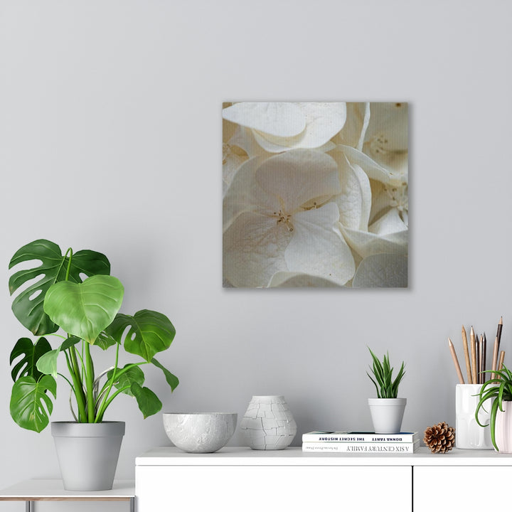 White Hydrangea Detail - Canvas