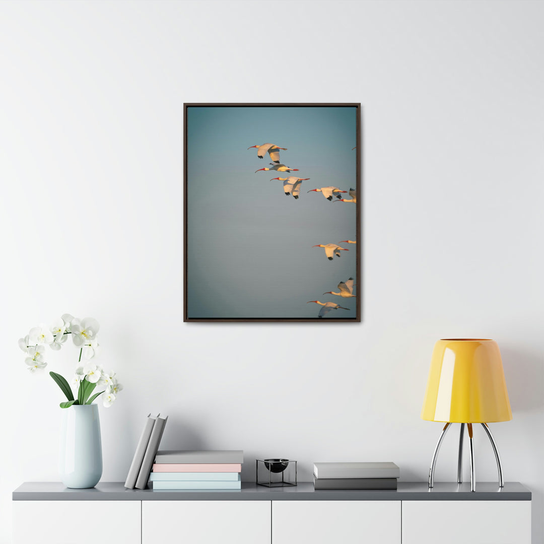 White Ibis in Flight - Canvas with Frame