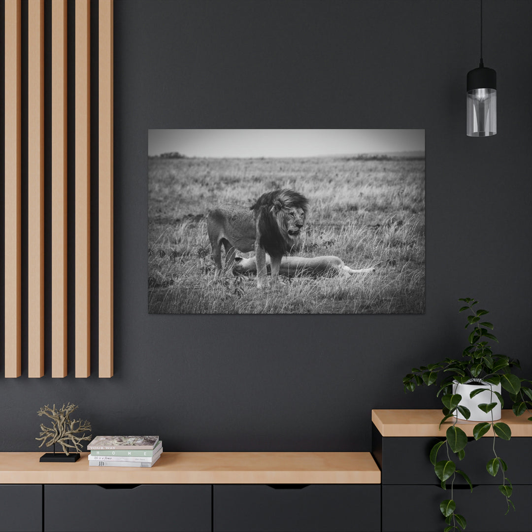 Mating Lions in Black and White - Canvas