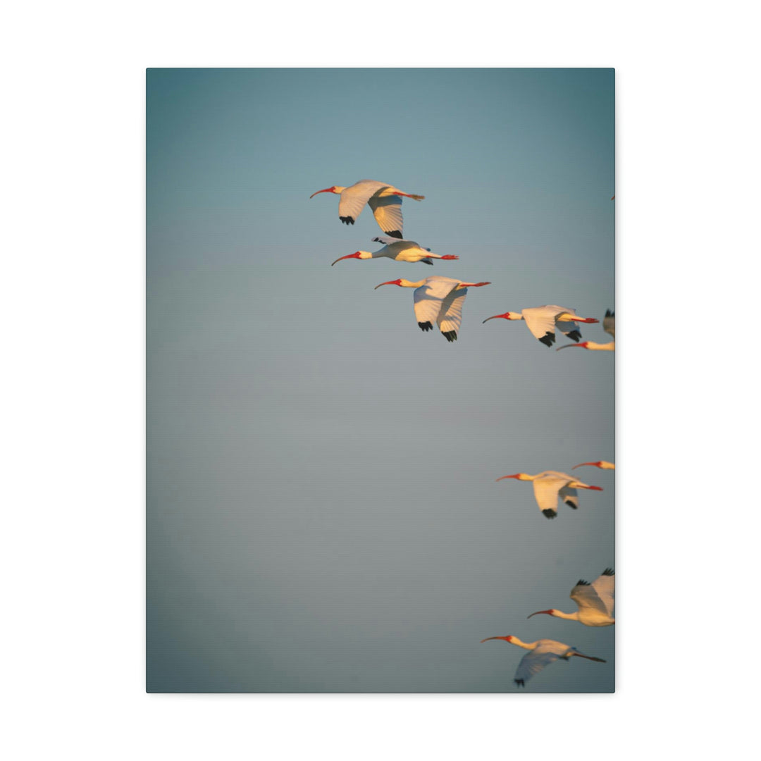 White Ibis in Flight - Canvas