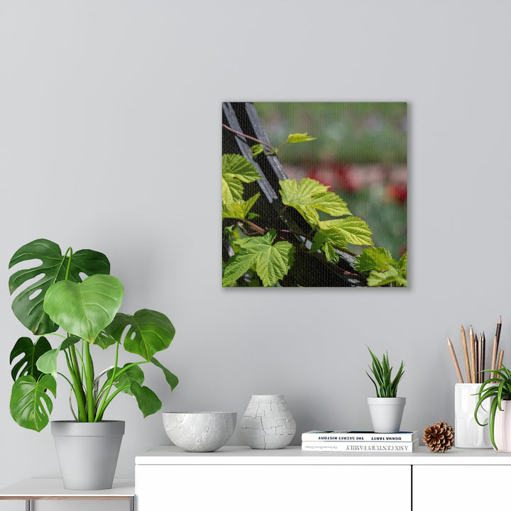 Ivy-Covered Fence - Canvas