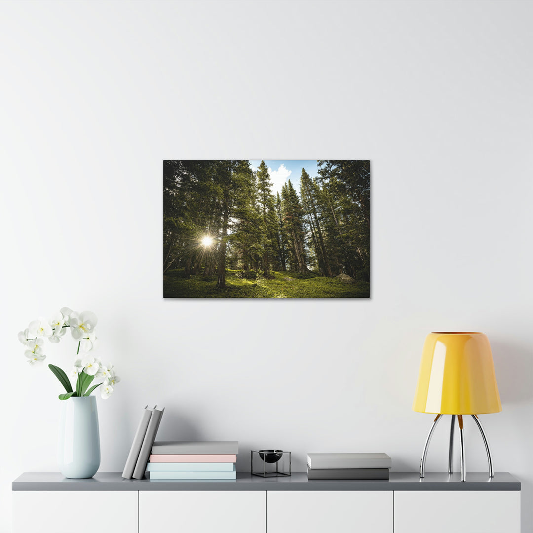 Forest Light - Canvas