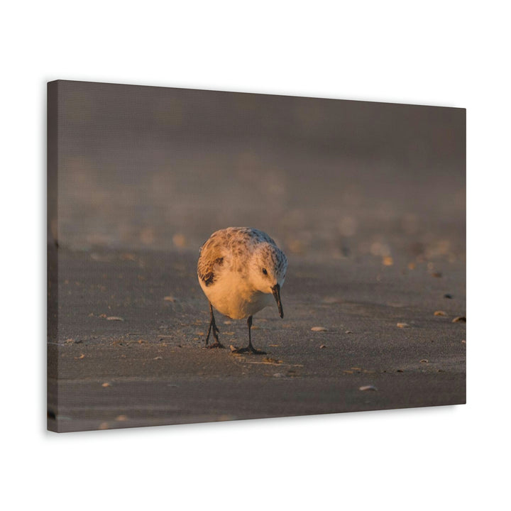 Feeding Sanderling - Canvas