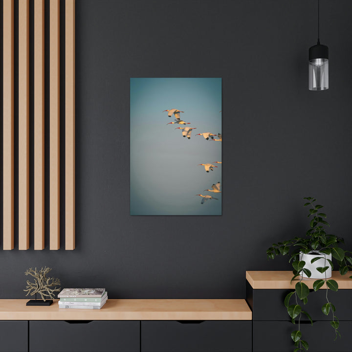 White Ibis in Flight - Canvas