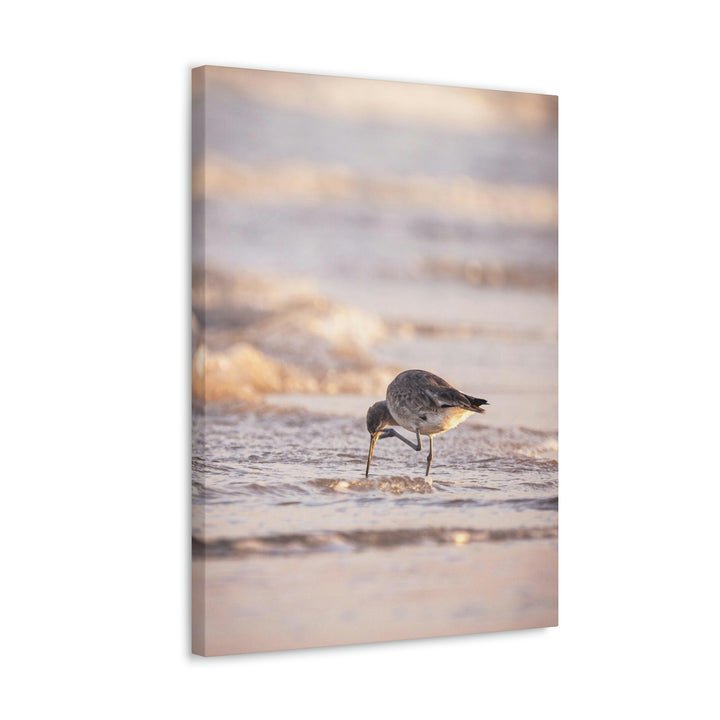 Willet Itch - Canvas