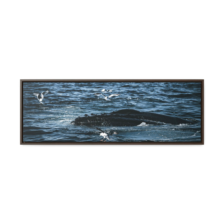 Humpback Hello - Canvas with Frame