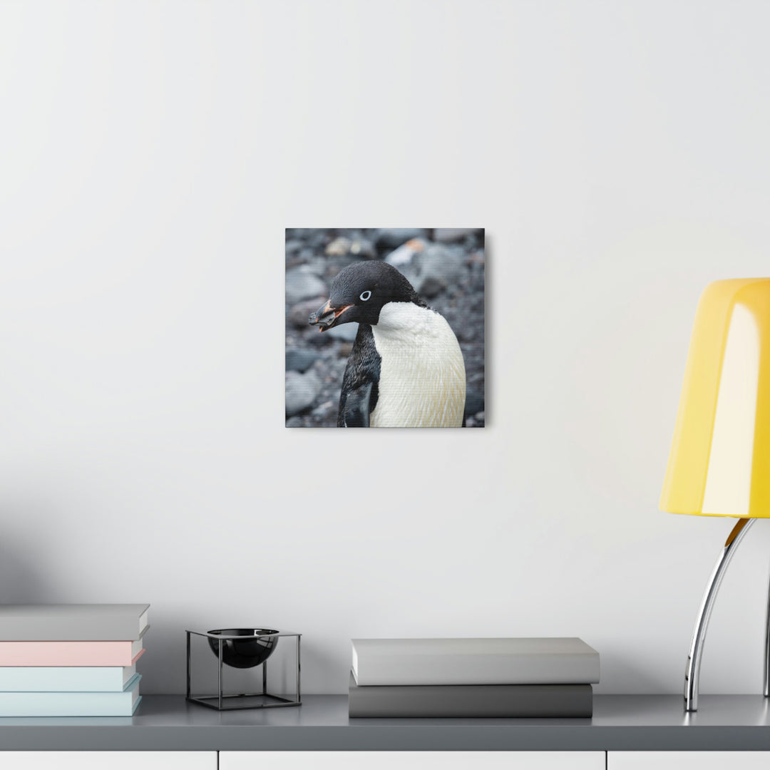 A Penguin's Pebble - Canvas