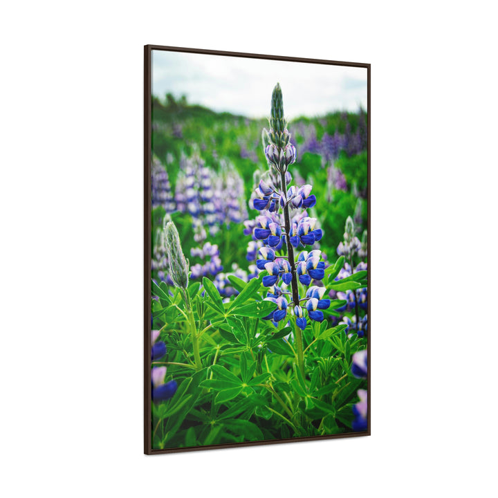 Glowing Lupin - Canvas with Frame