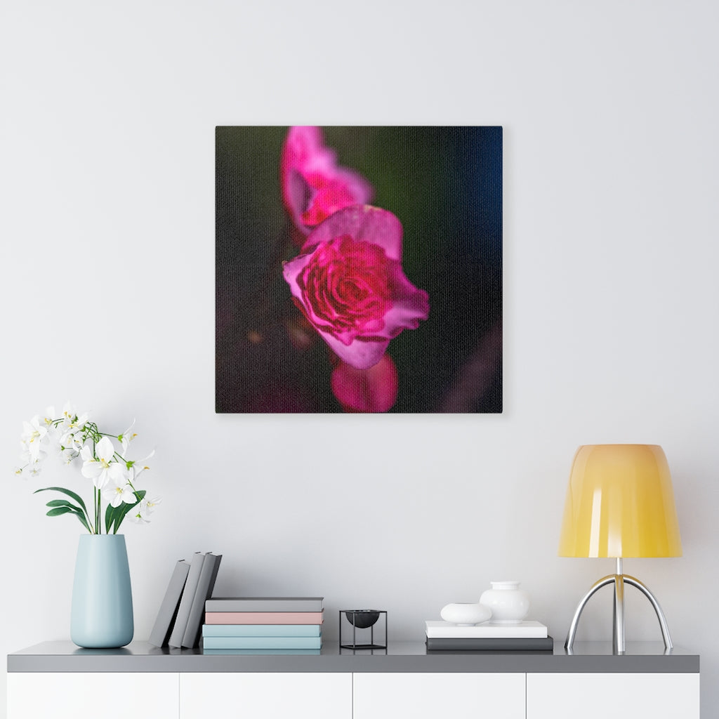 Hybrid Tea Lily - Canvas