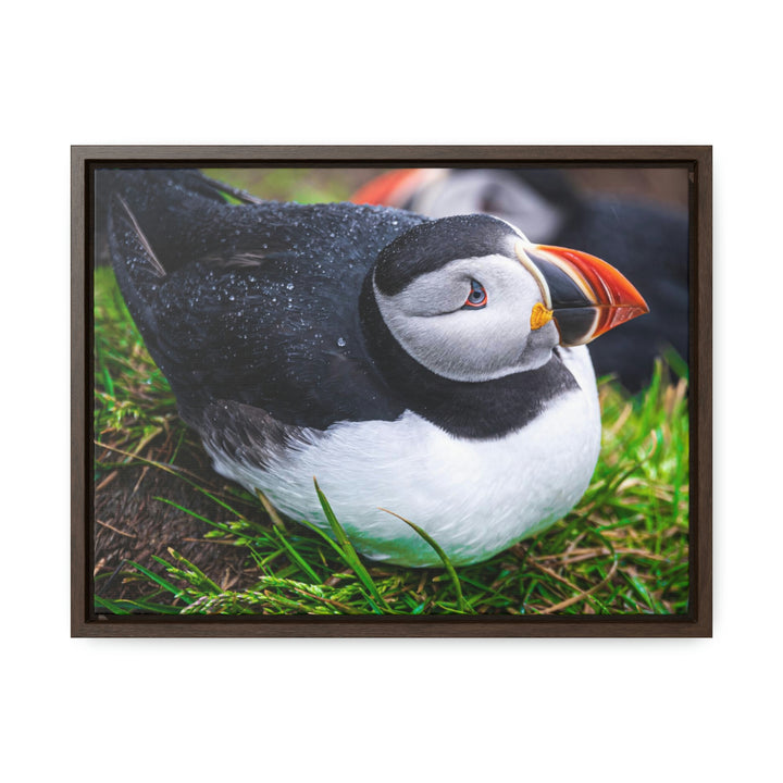 Resting Puffin - Canvas with Frame