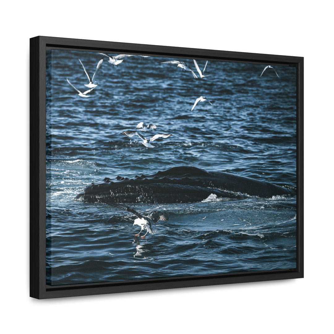 Humpback Hello - Canvas with Frame