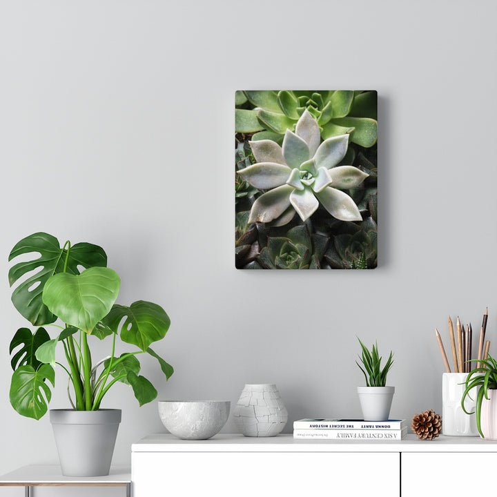 Succulent - Array - Canvas