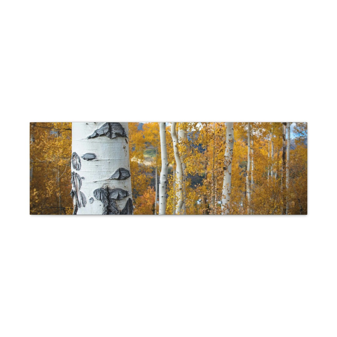 Aspens Changing - Canvas