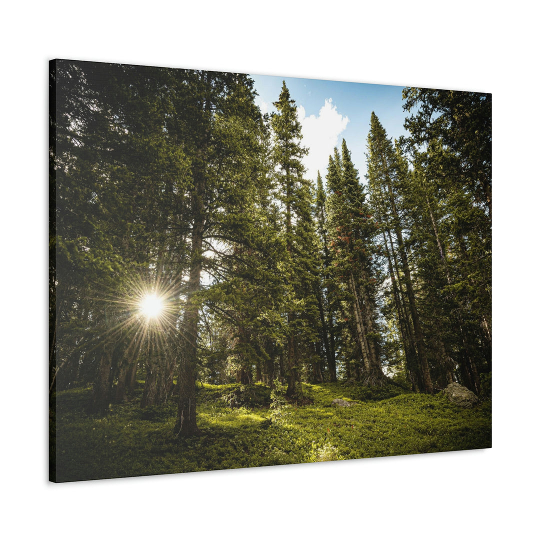 Forest Light - Canvas