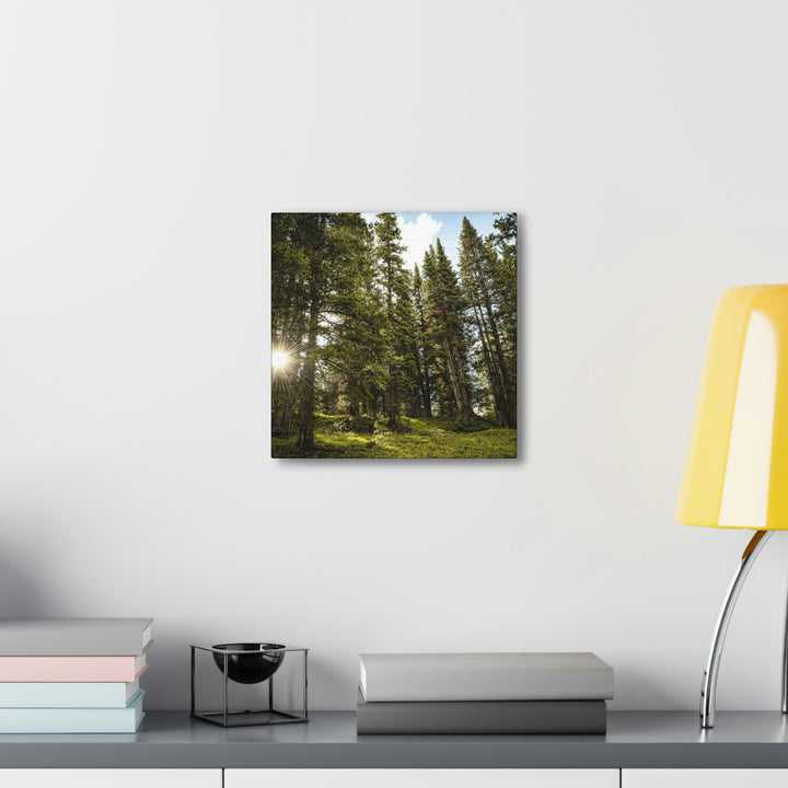 Forest Light - Canvas