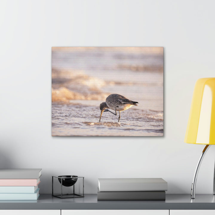 Willet Itch - Canvas