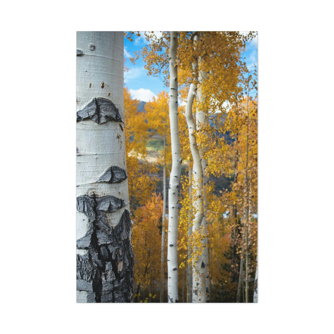 Aspens Changing - Canvas