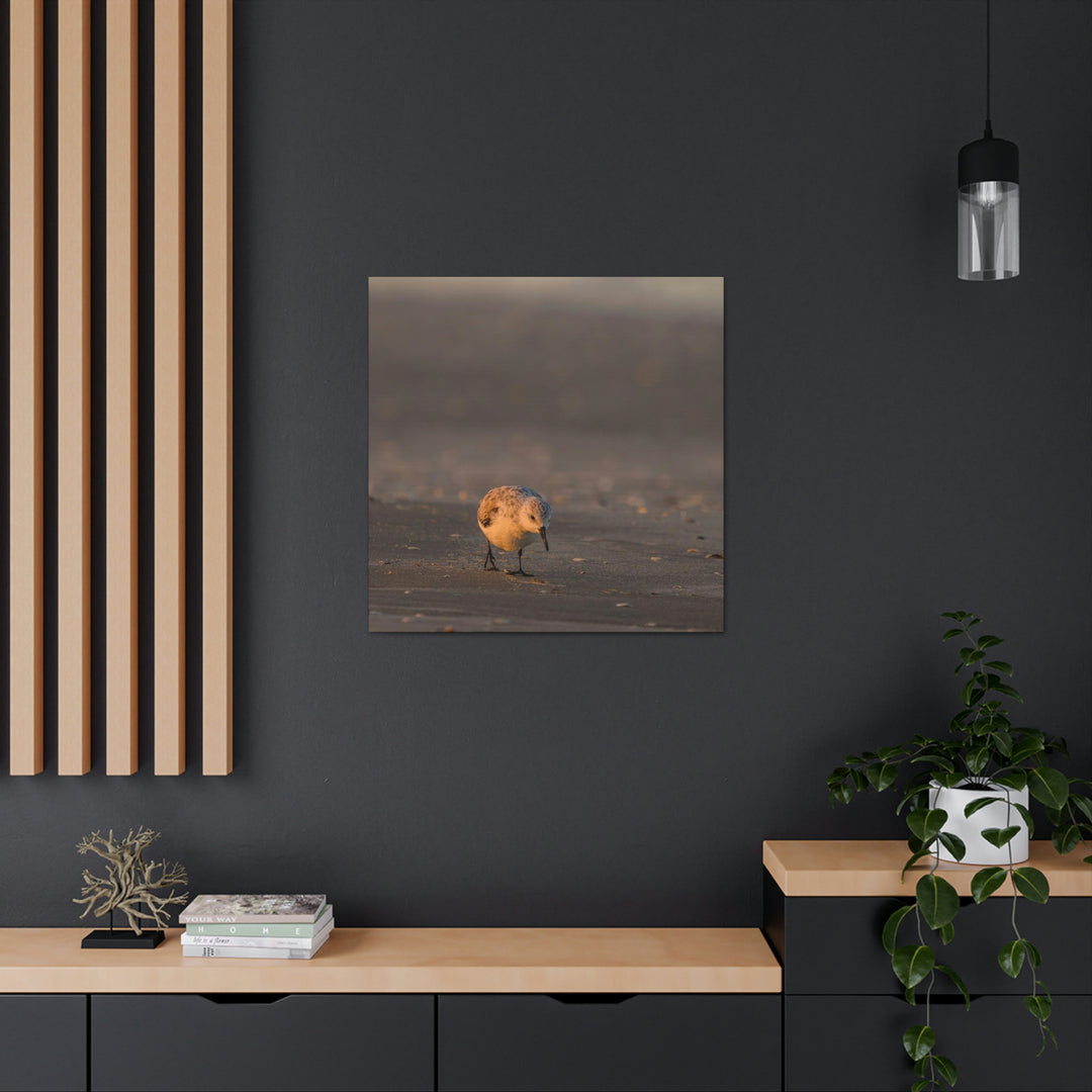 Feeding Sanderling - Canvas