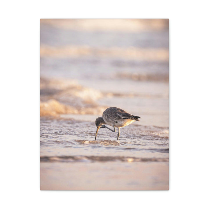 Willet Itch - Canvas