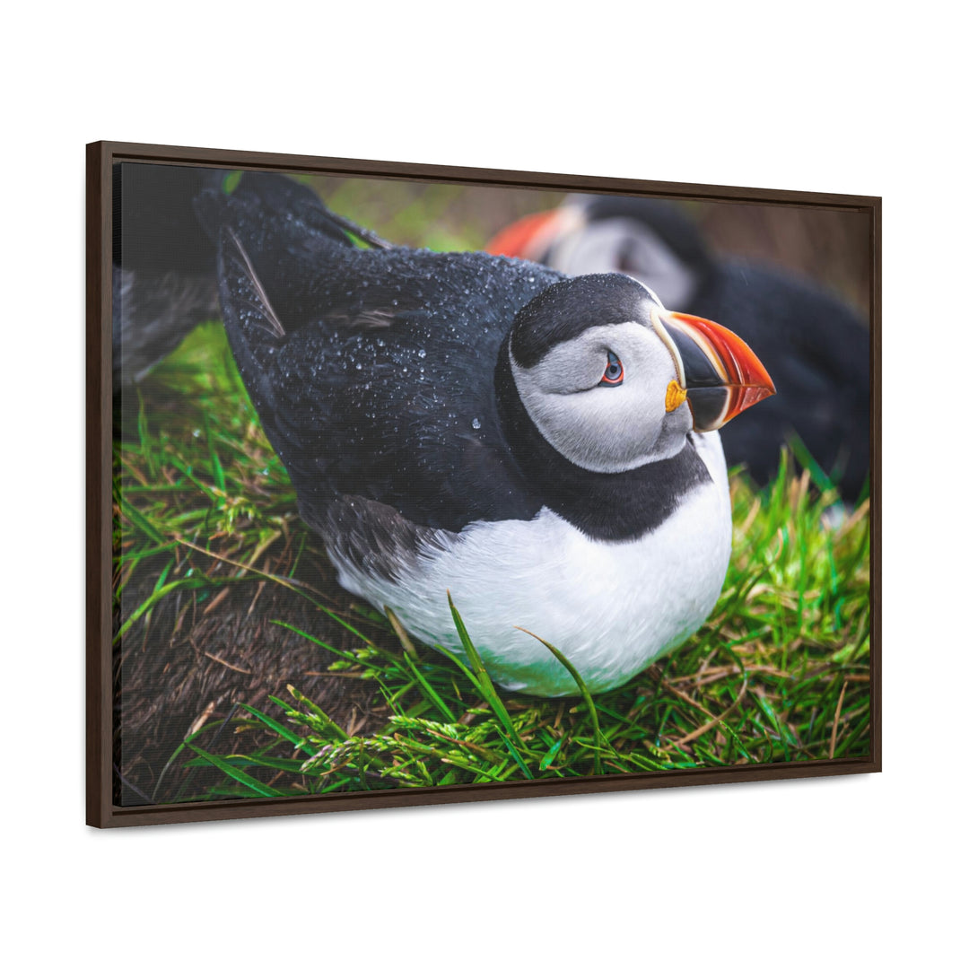 Resting Puffin - Canvas with Frame