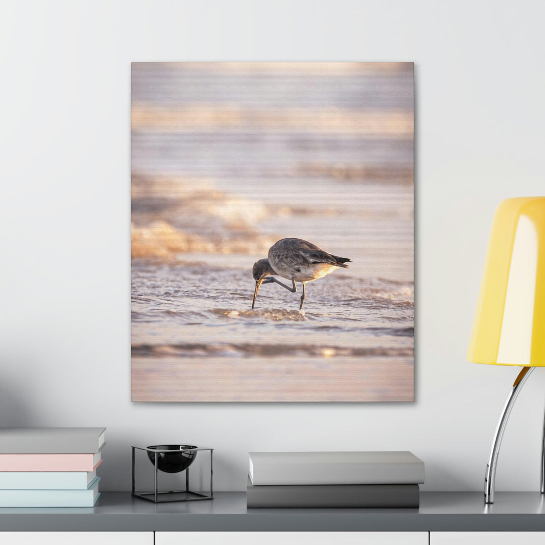 Willet Itch - Canvas