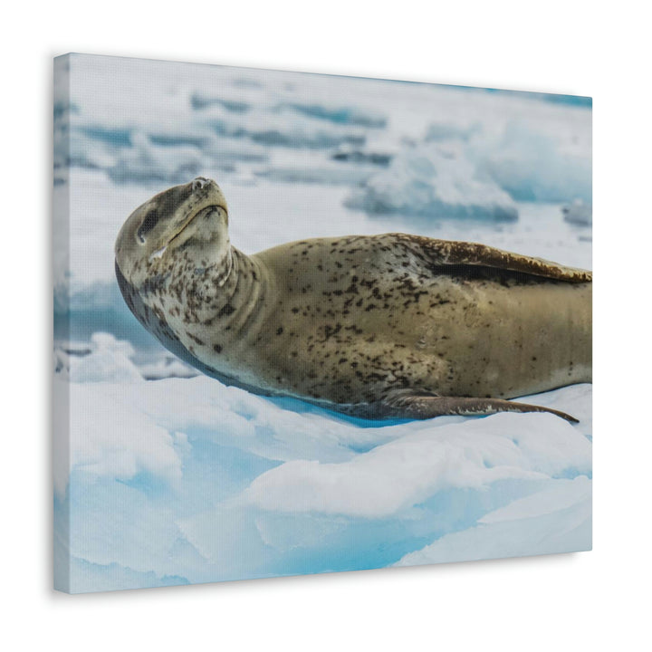 Leopard Seal Relaxing - Canvas