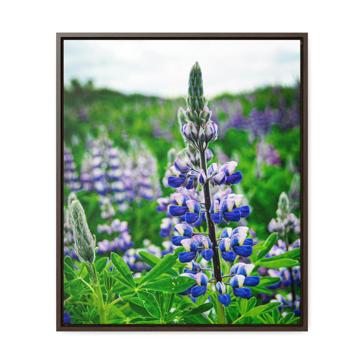 Glowing Lupin - Canvas with Frame