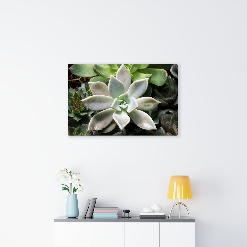 Succulent - Array - Canvas