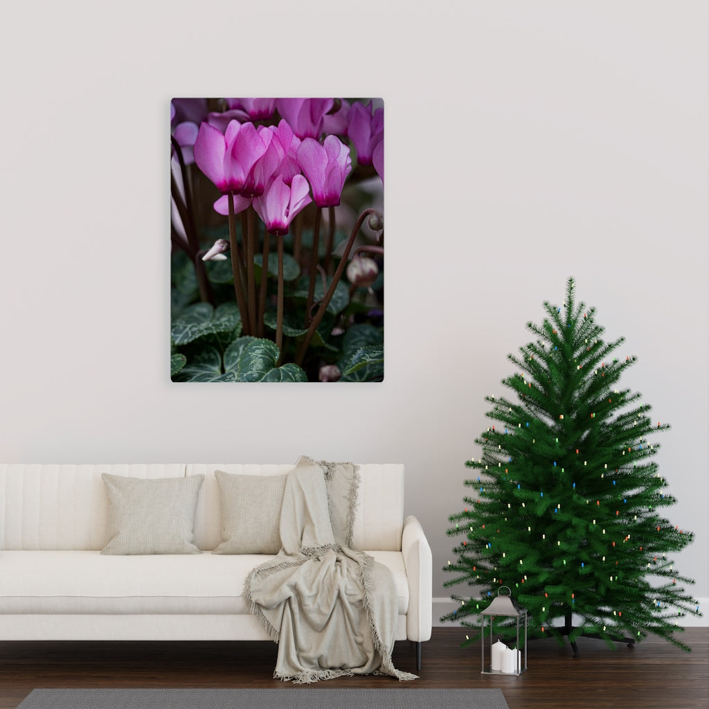 Cyclamen Reach - Canvas