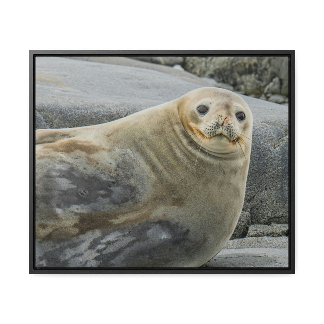 Weddell Smile - Canvas with Frame